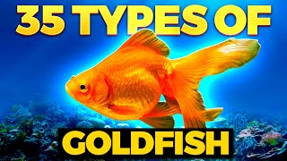 The 35 BEST Types of Goldfish [upl. by Ellerol]