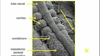 Histología CBCC5  T18a  Embrión somítico Desarrollo del sistema músculo esquelético parte 1 [upl. by Everson]