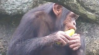 Chimps Go Crazy for Grapefruit Peels Who Knew黑猩猩們瘋狂迷上柚子皮！誰能想到呢？ [upl. by Anifur]