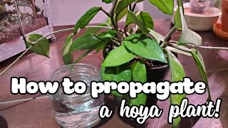 How To Propagate A Hoya  Water Propagation Method [upl. by Imotih]