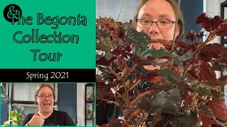 amp The Begonia Collection Tour  Plant Tour [upl. by Kingdon]