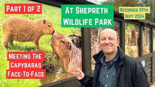 Meeting Capybaras for the first time  Shepreth Wildlife Park  Part One of Two Videos [upl. by Pelagi]