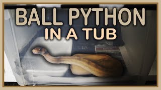 TUB SETUP  HATCHLING BALL PYTHON How to [upl. by Nodnek]