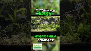 HYGROPHILA CORYMBOSA ‘COMPACTA’ SUPER EASY LOW LIGHT FOREGROUND AQUARIUM PLANT For Sale [upl. by Tomasina893]