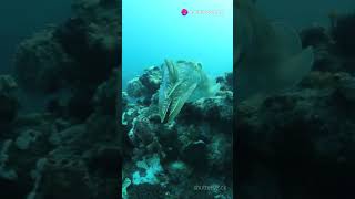 Cuttlefish The Oceans Smartest Creatures [upl. by Sirret156]