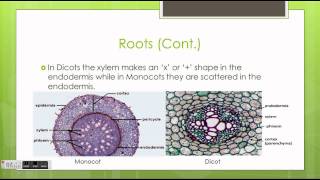 Monocots vs Dicots [upl. by Ysus]