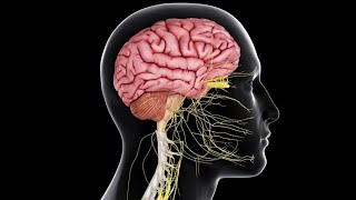 CNS 5  Sensory pathways amp Pain control Physiology Crash Course  DrNagi  Arabic [upl. by Pigeon92]