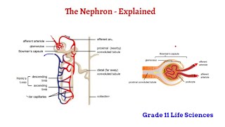 The Nephron  Excretion Grade 11 Life Sciences [upl. by Trebla]