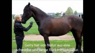 Rückentraining für Pferde  Friese Gerry nach 12 Tagen Training  Pferdetrainer werden [upl. by Melamie345]