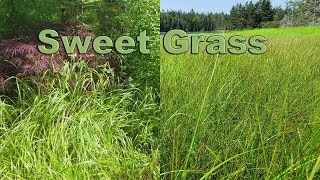 Swite  Sweet Grass [upl. by Aizek]