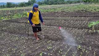 Foliar Application sa mga Nabansut na Pechay [upl. by Samala]