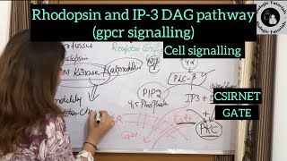 Rhodopsin and IP3 DAG pathway gpcr signaling cell signaling  CSIRNETGATE BiologieTutorials [upl. by Enutrof953]