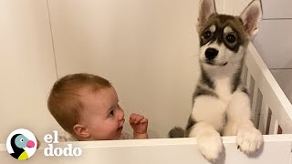 Cachorro husky crece junto a una niña  Almas Gemelas  El Dodo [upl. by Eicnarf]