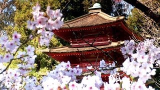 Zen Garden  Cherry Blossoms Mindfulness Relaxation amp Meditation  50 minutes [upl. by Brozak204]