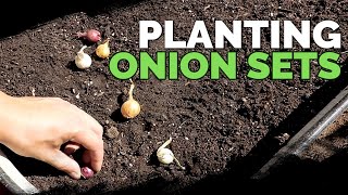 Planting Onion Sets What to Watch Out For [upl. by Oilasor]