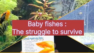 Baby fishes in the aquarium  The struggle to survive  English [upl. by Ruelu]