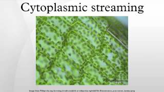 Cytoplasmic streaming [upl. by Yelahs351]