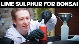 How to Make Lime Sulphur for Bonsai [upl. by Phelips]