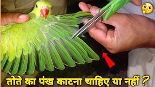 तोते का पंख काटना चाहिए या नहीं   How to Trim Parrot Wings birdscareandinfo [upl. by Lombard]