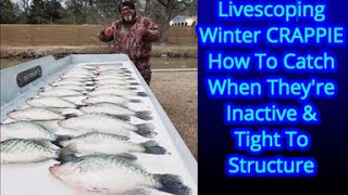 Livescope Winter Crappie Fishing  Crappie Fishing  Catching Crappie When No One Else Can [upl. by Ryle]