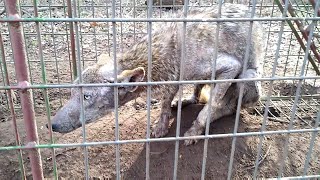 REAL CHUPACABRA in Cooke County with Aaron Smith near Gainesville TX [upl. by Tlaw]