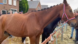 Paardenmarkt in Hedel am 07112022 Niederlande [upl. by Debi]