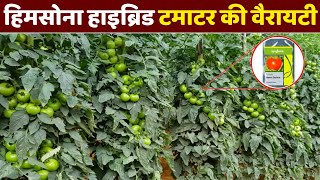 Heem Sohna Hybrid Tomato Variety  हिम सोना टमाटर की खेती [upl. by Gut393]