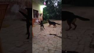 My dogs playing withballoon🎈dogshorts trending dogsreel viralvideo [upl. by Masha]