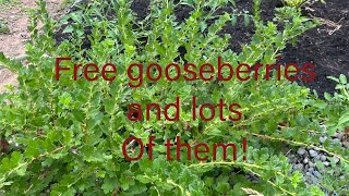 Hinnomaki red gooseberry propagation from cuttings FREE MONEY [upl. by Assilak]