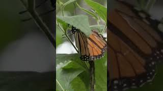 Monarch butterflies migrate 3000 to 4000 kilometers  DW News [upl. by Notyalc]