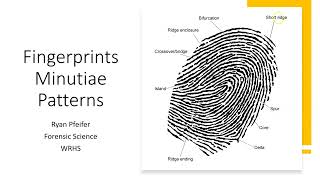 Fingerprint Minutiae Patterns [upl. by Yeoz]