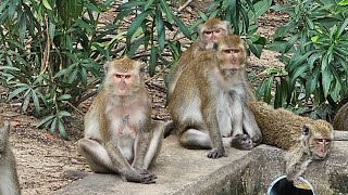 Hua Hin Thailand  Monkeys view points [upl. by Clotilde582]