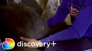 O emocionante nascimento de um bebê elefante  Perdido na Tailândia Bastidores  discovery Brasil [upl. by Ralina]