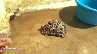 Star tortoise bathing time [upl. by Ettelra]