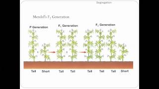 111 The Work of Gregor Mendel Part 2 [upl. by Anawek]