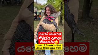 කිබුලට ගියපු කලක් 😁 Whotto funny crocodile shortvideo shorts youtubeshorts දෙවුවා [upl. by Hanfurd]