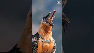 Bearded Vulture 🍖 The BoneEating Bird [upl. by Ahseel]