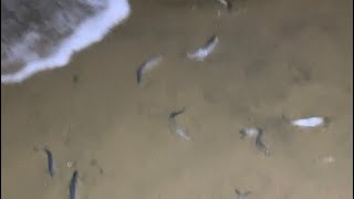 Grunion run California [upl. by Aluin536]