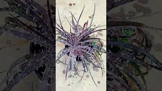 plants garden succulent Dyckia exotic trending reels viral youtubeviralvideos youtubeshort [upl. by Darrick]