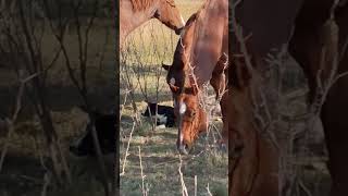 Bo chillin with his herd 😎 cow sheep horses cowdog [upl. by Banky856]