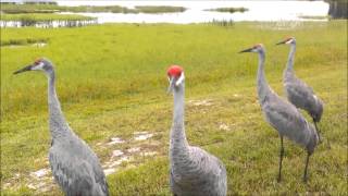 SANDHILL CRANES CALLING [upl. by Adaline]