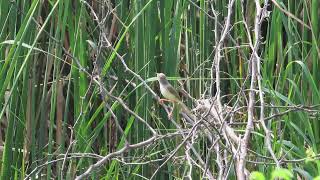 Plain prinia [upl. by Enymzaj352]