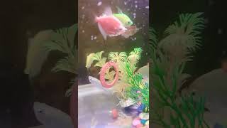 Red tetra super fast 😱😱😱😱 ytshorts shorts [upl. by Glory]