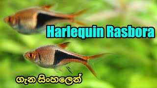 Aquascape Fish  Harlequin Rasbora CARE in Sinhala [upl. by Fitzpatrick]