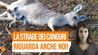 Perché la strage dei canguri riguarda anche l’Italia [upl. by Gniw895]