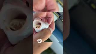 Rận lưỡi ký sinh Cymothoa exigua  fish tongue parasite shorts [upl. by Razatlab338]