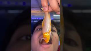 Death fish kahane wala tha mera dost fishaquariummollyfish minivlog petspetsvlog petfish [upl. by Forelli]