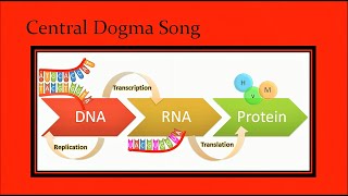 DNA Song to What Do You Mean [upl. by Gneh]