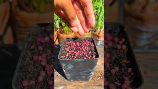 Grow Coriander Leaves at Home Simple amp Fast Tips for a Lush Harvest in 2024 gardening plants [upl. by Ettennat]