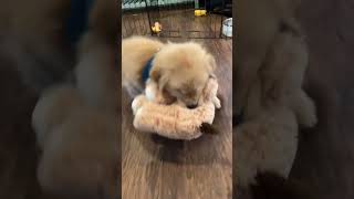 Watch This Adorable Dog Play with Its Favorite Teddy Bear 🐶🧸 [upl. by Gilges331]